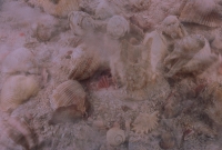 http://www.emanueletorti.it/files/gimgs/th-34_3_IMG00021gg copia.jpg